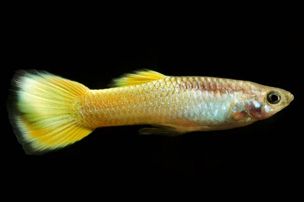 Sarı Micariff Guppy GishCommon akvaryum balığı Gyppy (Poecilia reticulata), ayrıca Orta Amerika 'dan milyonbalığı olarak da bilinir.