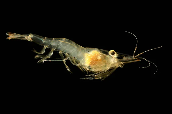 Freshwater Ghost Shrimp Glass Shrimp Palaemonetes Paludosus Isolated Black Background — Stock Photo, Image