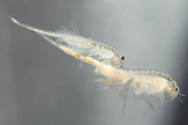 Akvaryum balığı için canlı yiyecekler, yumurtadan yeni çıkmış tuzlu su karidesi (Artemia salina)