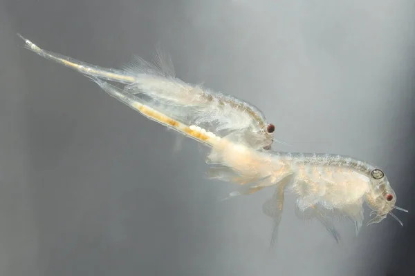 Lebendfutter Für Aquarienfische Frisch Geschlüpfte Salzgarnelen Artemia Salina — Stockfoto