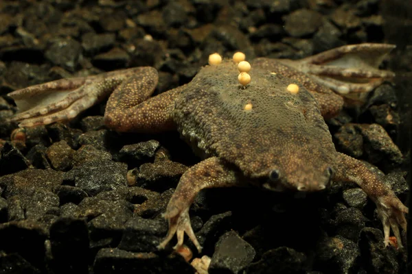 Sabana Surinam Toad Pipa Parva Eggs Attached Her Back — Stock Photo, Image
