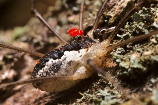 Creepy Saddleback Harvestman Daddy Long Legs Mitopus Morio Parasitic Red — Stock Photo, Image