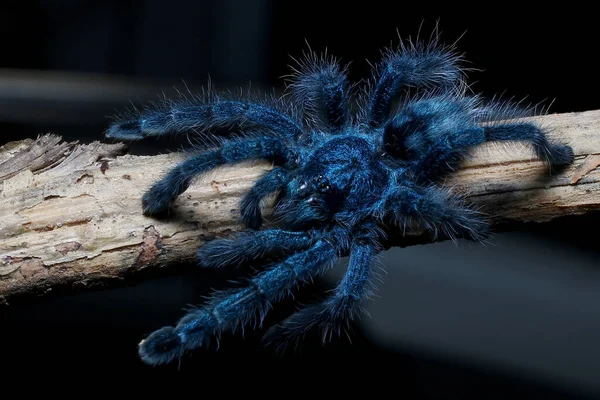 Genç dişi Antiller Pembe Parmak Tarantula (Caribena versicolor) Eş anlamlısı: Avicularia versicolor
