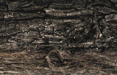 The texture of the old rotten tree with bark cracks and irregula clipart