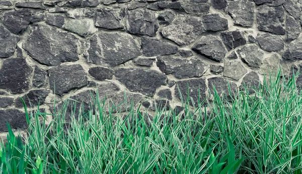 Muro de piedra de fondo, textura de ladrillo claro con plantas de gra —  Fotos de Stock