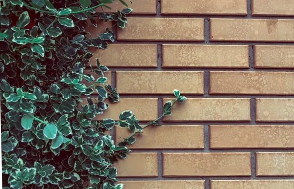 Tuğla duvarda arka plan yeşil yaprakları. Co ile taş üzerinde Bitkiler — Stok fotoğraf