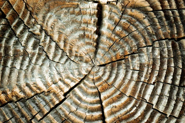 Hintergrund der alten Säge geschnitten trockenes Holz mit Jahresringen. die Textur — Stockfoto