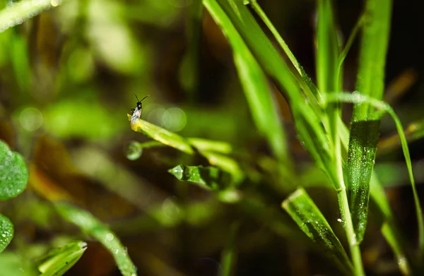 Herbe verte sur la pelouse ou le jardin sur lequel l'insecte vole . — Photo