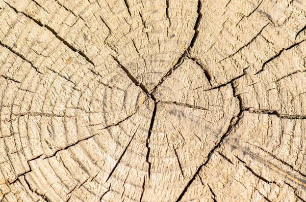 Der Sägeschnitt ist altes trockenes Holz, der Hintergrund ist ein jahrhundertealter Baumstamm — Stockfoto