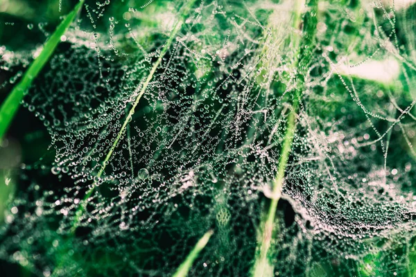 Drops of dew on a spider web on the grass. The texture of the de