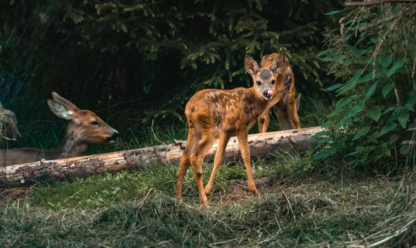 animals mother deer and deer. Little fawn