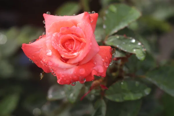 Das Foto Rosenblume Kann Gemäß Den Bedingungen Der Gekauften Lizenz — Stockfoto