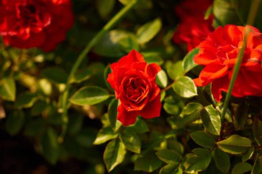 Ülkede Büyüyen Güller