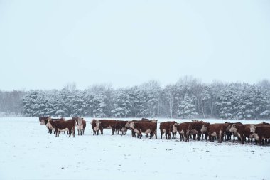 Kış mera üzerinde ineklerin