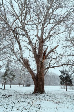 Kış eski büyük ağaç