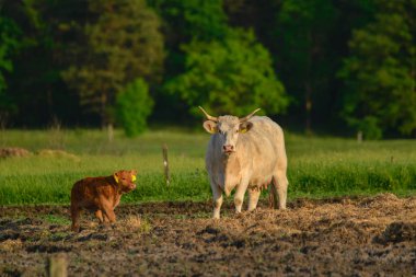 İnek ve Dana mera üzerinde