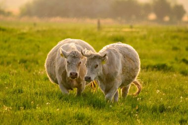 İnekler mera günbatımı ışıkları