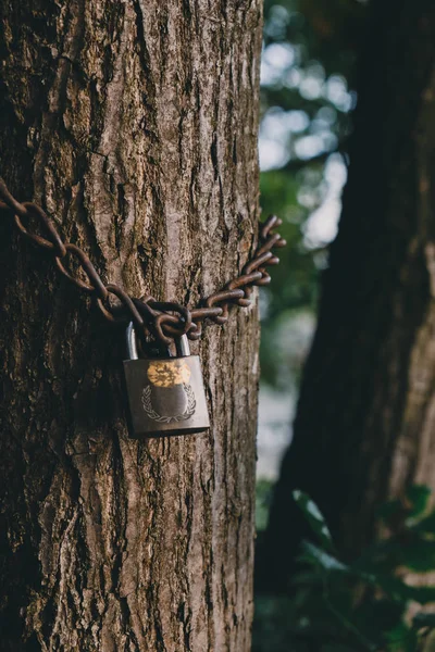 Boom Vergrendeld Met Hangslot Ketting — Stockfoto