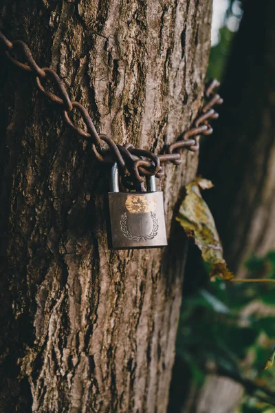 Boom Vergrendeld Met Hangslot Ketting — Stockfoto