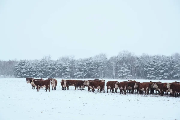 Kış mera üzerinde ineklerin