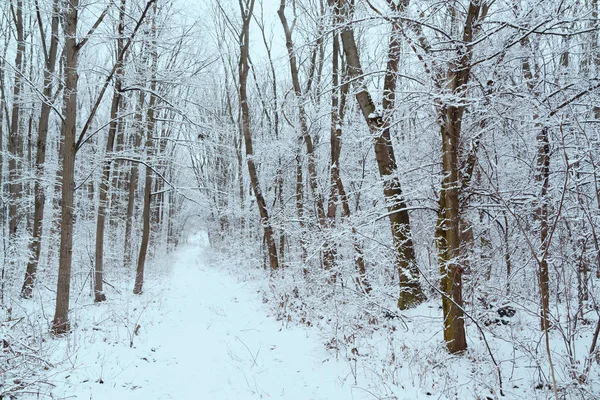 Estrada Inverno Floresta — Fotografia de Stock