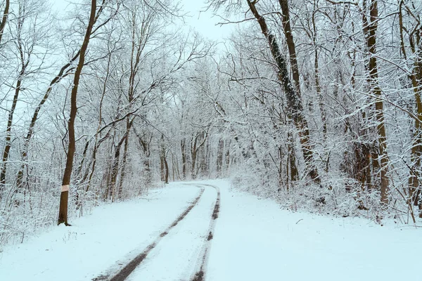 森林中的冬季道路 — 图库照片