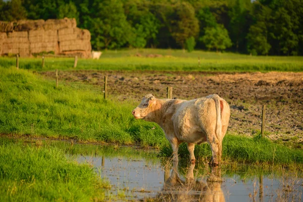 Krowy Pastwisku Słoneczny — Zdjęcie stockowe