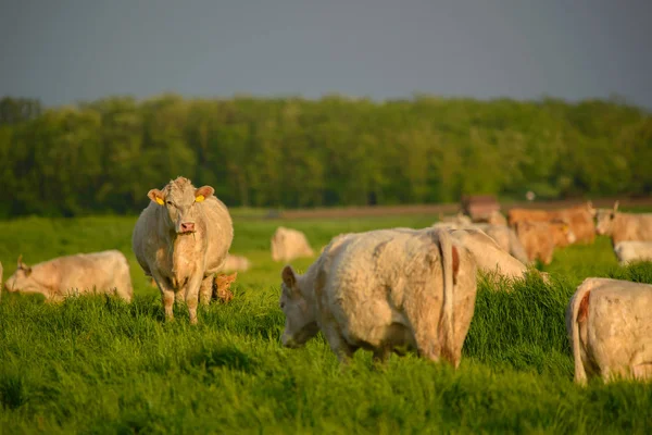 Vaches Veaux Sur Pâturage — Photo