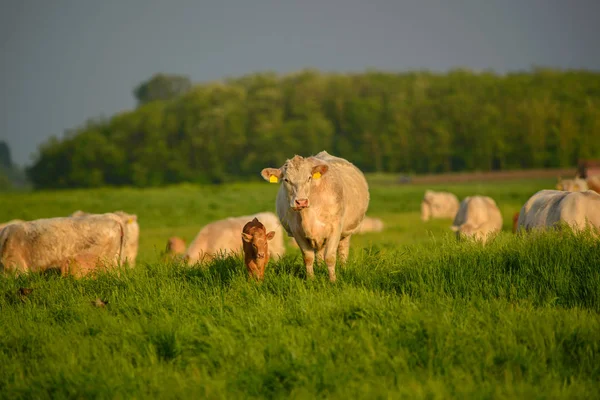 Cows Calf Pasture — Stock Photo, Image