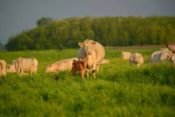 Cows Calf Pasture — Stock Photo, Image