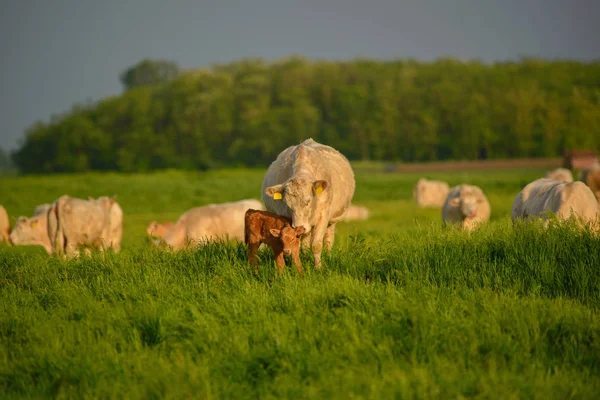 Krowy Łydki Pastwisku — Zdjęcie stockowe