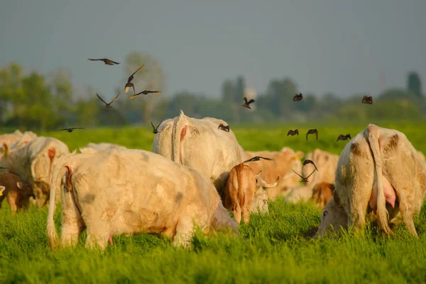 Birds flying over the cows