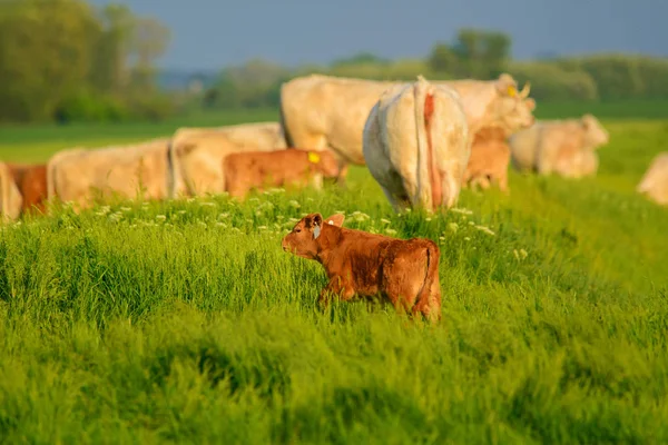 Veau Sur Pâturage Ensoleillé — Photo