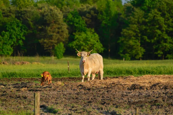 Vaches Veaux Sur Pâturage — Photo