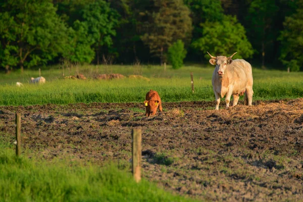 Cows Calf Pasture — Stock Photo, Image