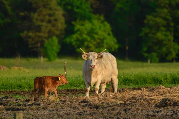 Vaches Veaux Sur Pâturage — Photo