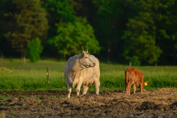 牧场上的奶牛和小牛 — 图库照片
