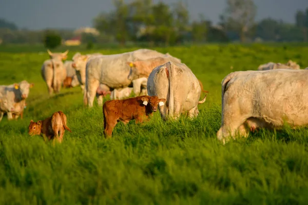 Kühe Und Kälber Auf Der Weide — Stockfoto