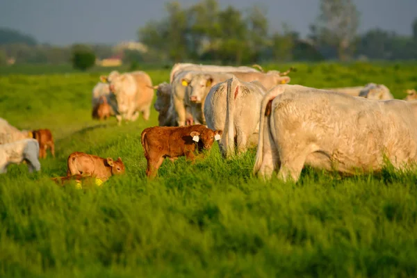 Vacas Terneros Pasto —  Fotos de Stock