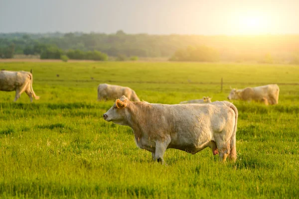 Vaches Sur Les Pâturages Lumières Coucher Soleil — Photo