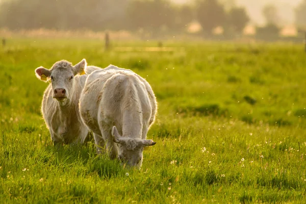 Vacas Pasto Por Sol Luzes — Fotografia de Stock