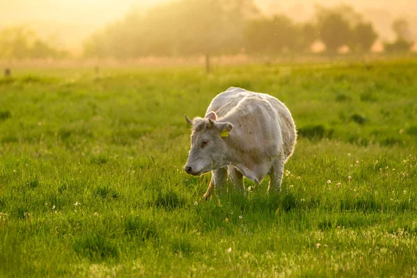 Αγελάδες Φώτα Ηλιοβασίλεμα Βοσκοτόπων — Φωτογραφία Αρχείου