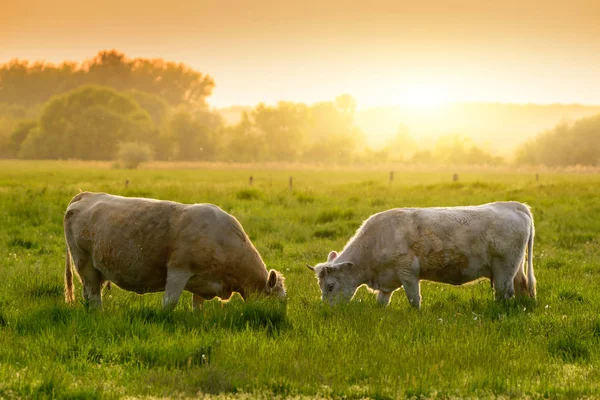 Vaches Sur Les Pâturages Lumières Coucher Soleil — Photo