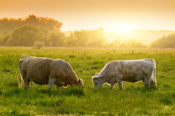 Mucche Pascolo Luci Del Tramonto — Foto Stock