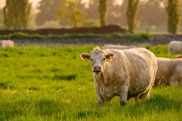 Vaca Pășune Lumini Apus Soare — Fotografie, imagine de stoc