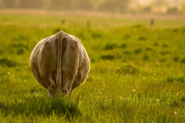 Корова Заході Сонця Вид Ззаду — стокове фото