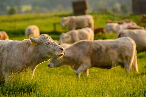 Vaches Sur Les Pâturages Lumières Coucher Soleil — Photo