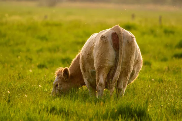 Cow Sunset Rear View — Stock Photo, Image