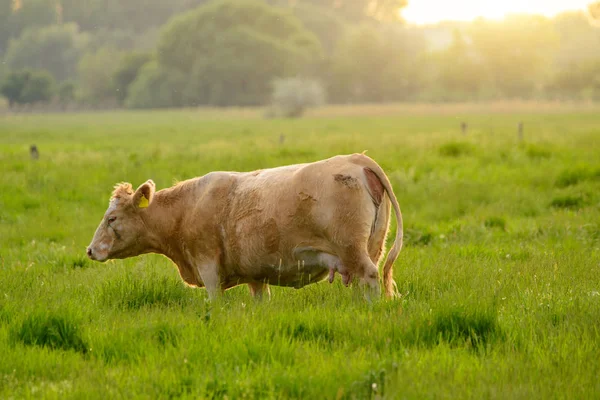 Vache Sur Pâturage Lumières Coucher Soleil — Photo