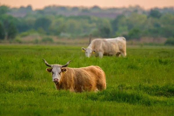 Vaca Las Luces Del Atardecer Pastos —  Fotos de Stock